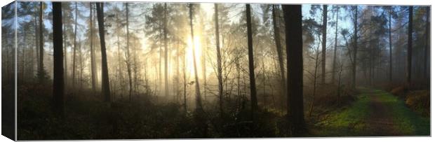 Misty Woodland Panorama Canvas Print by Tommy Dickson