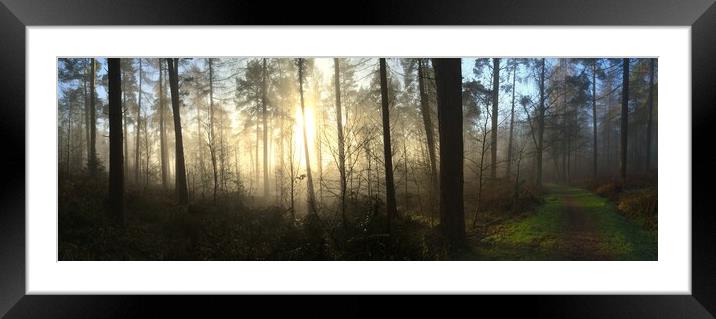 Misty Woodland Panorama Framed Mounted Print by Tommy Dickson
