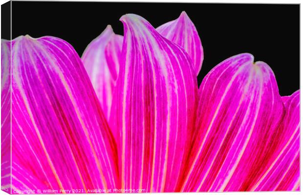 Pink Purple Brushstrokes Dahlia Petals Blooming Macro Canvas Print by William Perry
