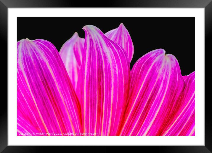 Pink Purple Brushstrokes Dahlia Petals Blooming Macro Framed Mounted Print by William Perry