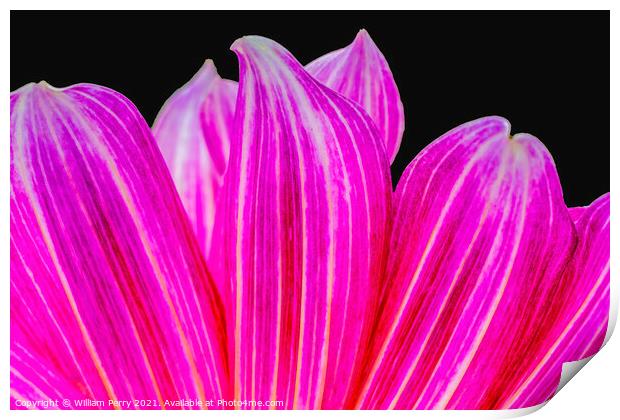 Pink Purple Brushstrokes Dahlia Petals Blooming Macro Print by William Perry