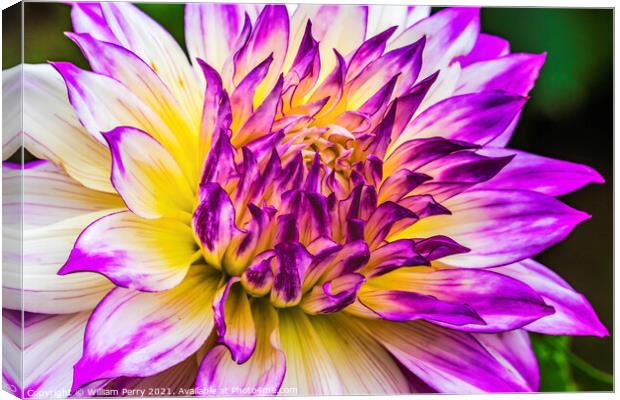 Blue Purple White Ferncliff Illusion Dahlia Blooming Macro Canvas Print by William Perry