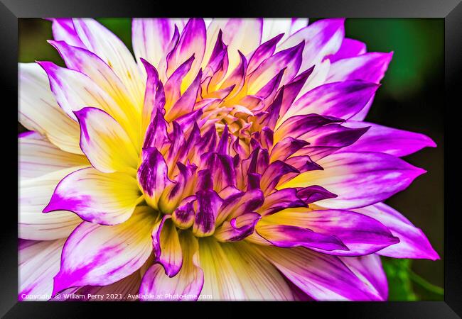 Blue Purple White Ferncliff Illusion Dahlia Blooming Macro Framed Print by William Perry