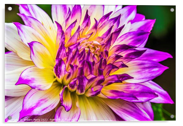 Blue Purple White Ferncliff Illusion Dahlia Blooming Macro Acrylic by William Perry