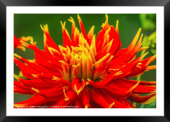 Red Yellow Show N Tell Dahlia Blooming Macro Framed Mounted Print by William Perry