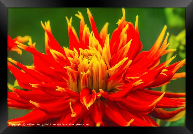 Red Yellow Show N Tell Dahlia Blooming Macro Framed Print by William Perry