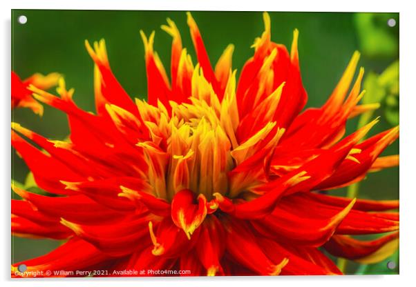 Red Yellow Show N Tell Dahlia Blooming Macro Acrylic by William Perry