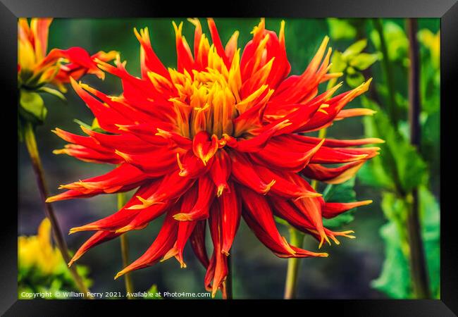 Red Yellow Show N Tell Dahlia Blooming Macro Framed Print by William Perry