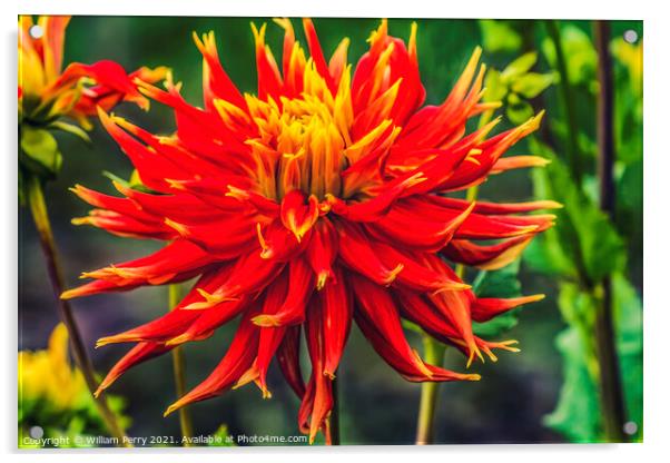 Red Yellow Show N Tell Dahlia Blooming Macro Acrylic by William Perry