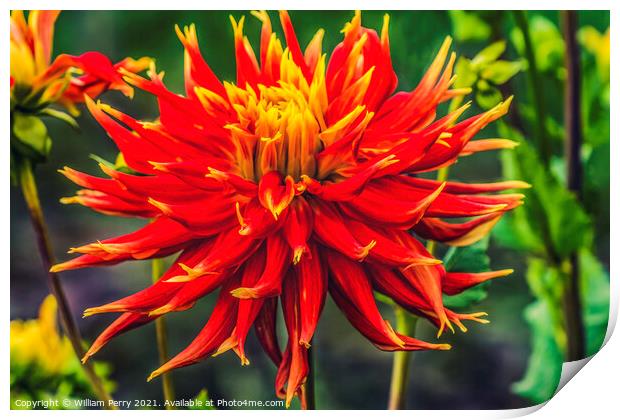 Red Yellow Show N Tell Dahlia Blooming Macro Print by William Perry