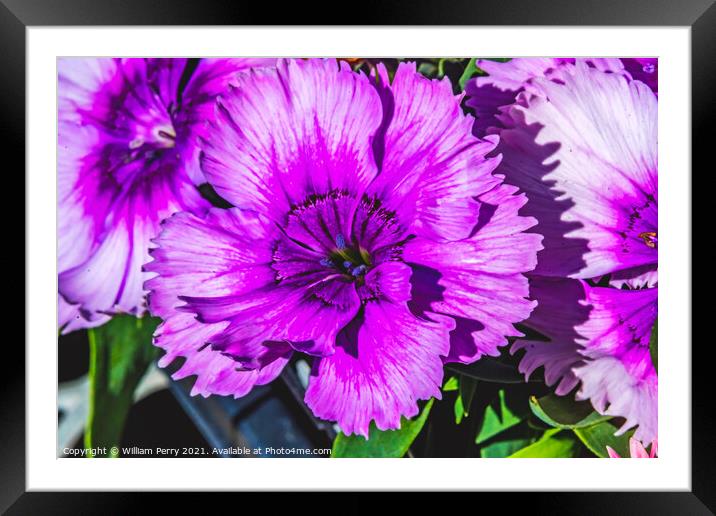 Purple Lobelia Blossom Blooming Macro Washington  Framed Mounted Print by William Perry