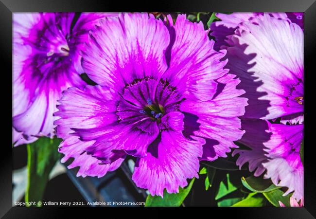 Purple Lobelia Blossom Blooming Macro Washington  Framed Print by William Perry