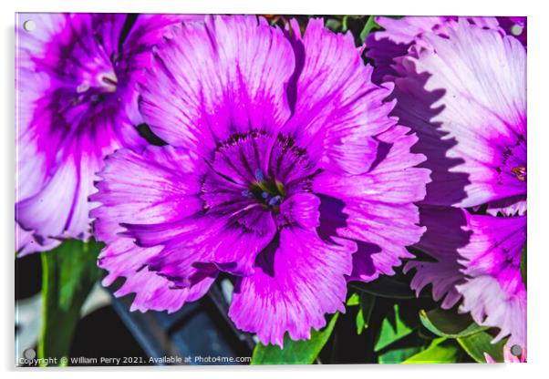 Purple Lobelia Blossom Blooming Macro Washington  Acrylic by William Perry