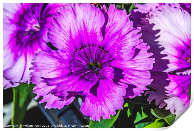 Purple Lobelia Blossom Blooming Macro Washington  Print by William Perry