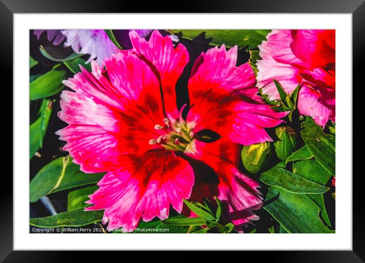 Red Lobelia Blossom Blooming Macro Washington  Framed Mounted Print by William Perry