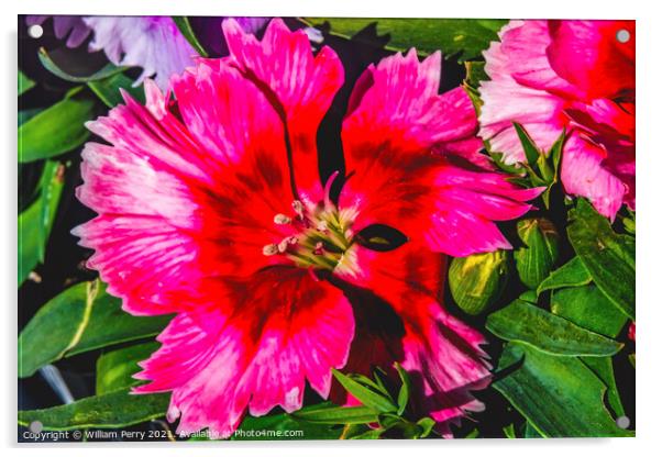 Red Lobelia Blossom Blooming Macro Washington  Acrylic by William Perry