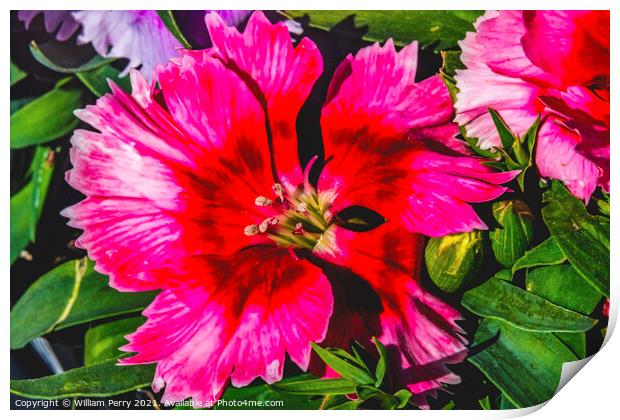 Red Lobelia Blossom Blooming Macro Washington  Print by William Perry