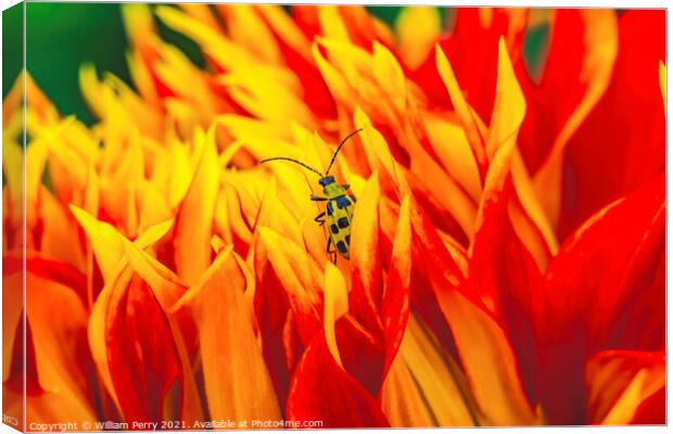 Yellow Bug Red Yellow Show N Tell Dahlia Blooming Macro Canvas Print by William Perry