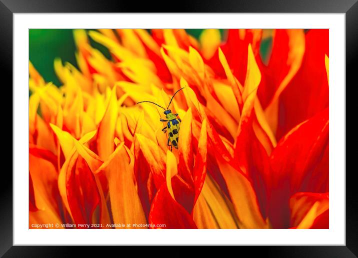 Yellow Bug Red Yellow Show N Tell Dahlia Blooming Macro Framed Mounted Print by William Perry