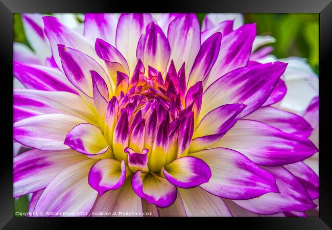 Blue Purple White Ferncliff Illusion Dahlia Blooming Macro Framed Print by William Perry