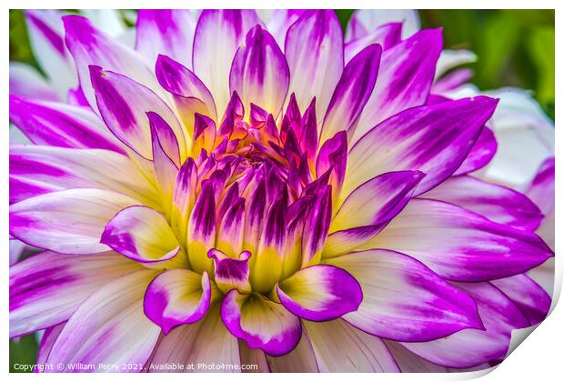 Blue Purple White Ferncliff Illusion Dahlia Blooming Macro Print by William Perry
