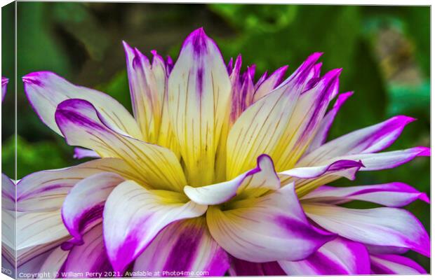 Blue Purple White Ferncliff Illusion Dahlia Blooming Macro Canvas Print by William Perry