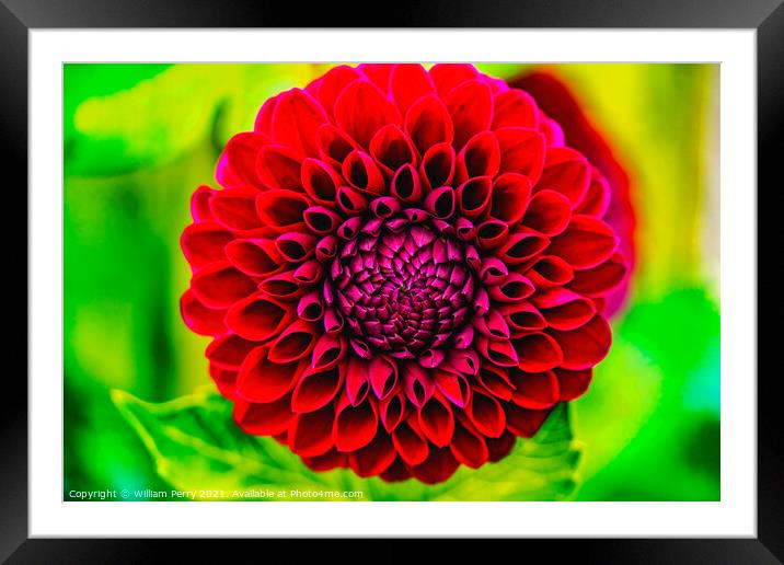 Red Jessie G Pompom Dahlia Blooming Macro Framed Mounted Print by William Perry