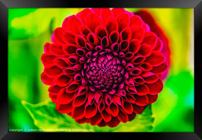 Red Jessie G Pompom Dahlia Blooming Macro Framed Print by William Perry
