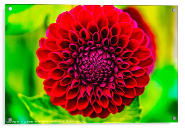 Red Jessie G Pompom Dahlia Blooming Macro Acrylic by William Perry