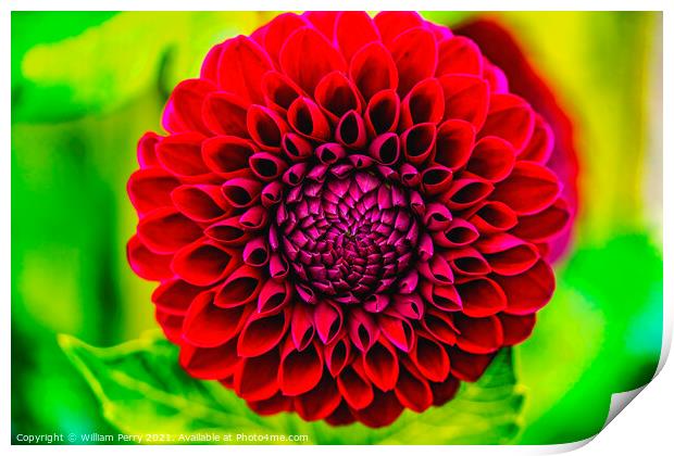 Red Jessie G Pompom Dahlia Blooming Macro Print by William Perry