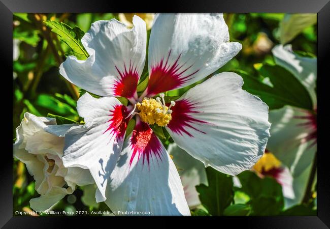White Rose of Sharon Flower Framed Print by William Perry