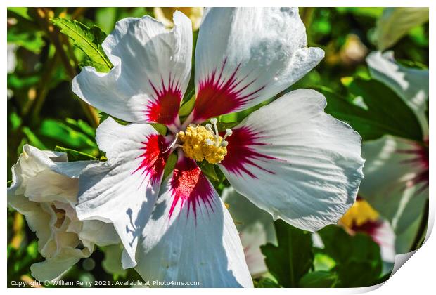 White Rose of Sharon Flower Print by William Perry