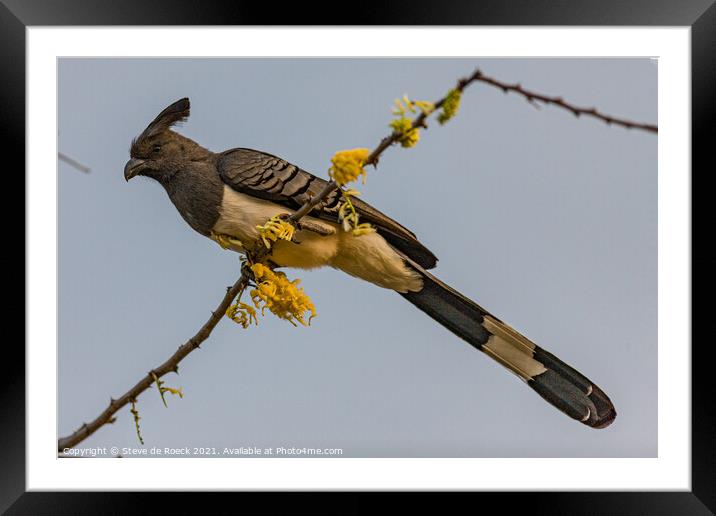 A White Bellied Go Away Bird perched on a tree branch Framed Mounted Print by Steve de Roeck