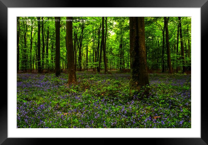 Early morning at the bluebell wood at Micheldever Framed Mounted Print by Derek Daniel