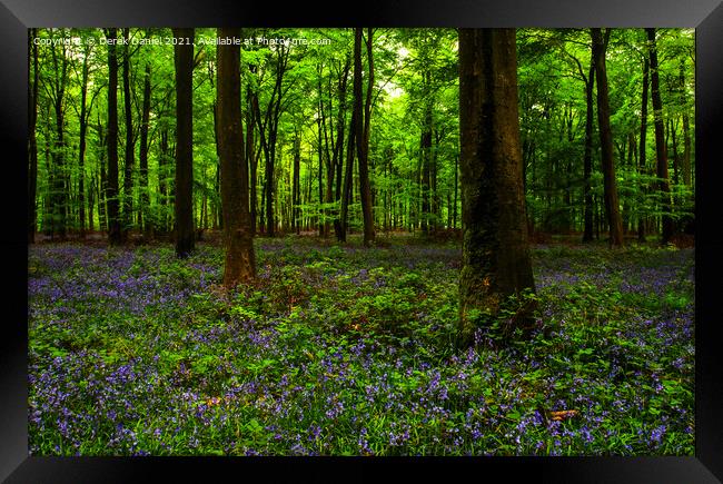 Early morning at the bluebell wood at Micheldever Framed Print by Derek Daniel