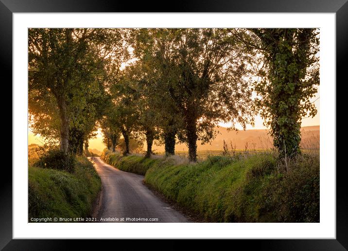 Tree avenue at sunset Framed Mounted Print by Bruce Little