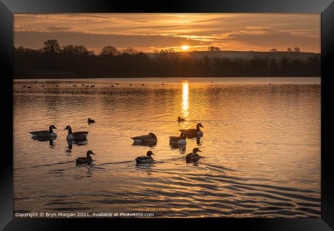 Cosmeston lake at sunset Framed Print by Bryn Morgan