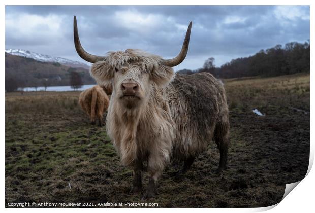 The Mucky Cow  Print by Anthony McGeever