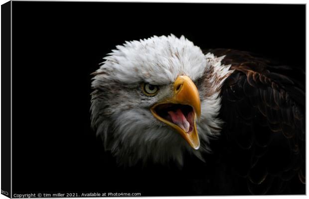 Bald Eagle portrait Canvas Print by tim miller