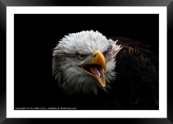 Bald Eagle portrait Framed Mounted Print by tim miller