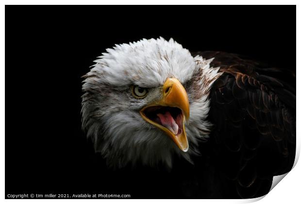 Bald Eagle portrait Print by tim miller
