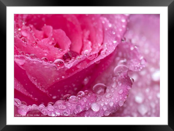 water droplets on a rose Framed Mounted Print by tim miller