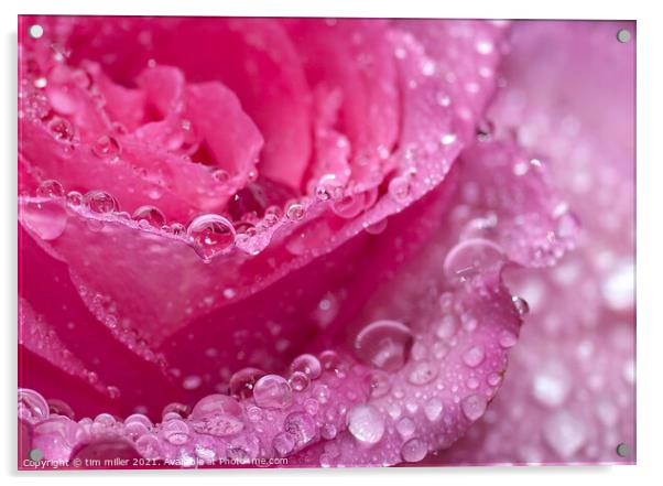 water droplets on a rose Acrylic by tim miller