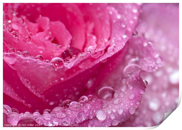 water droplets on a rose Print by tim miller