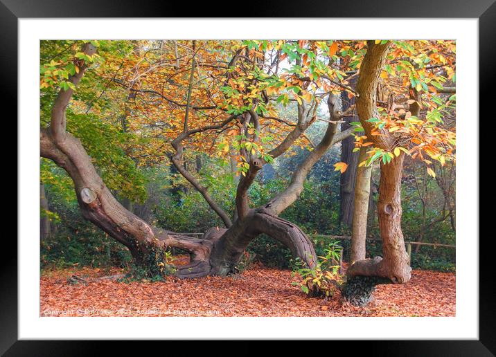 The climbing tree in autumn Framed Mounted Print by tim miller