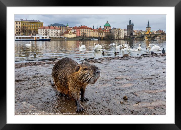 The River Rat Framed Mounted Print by Jim Monk