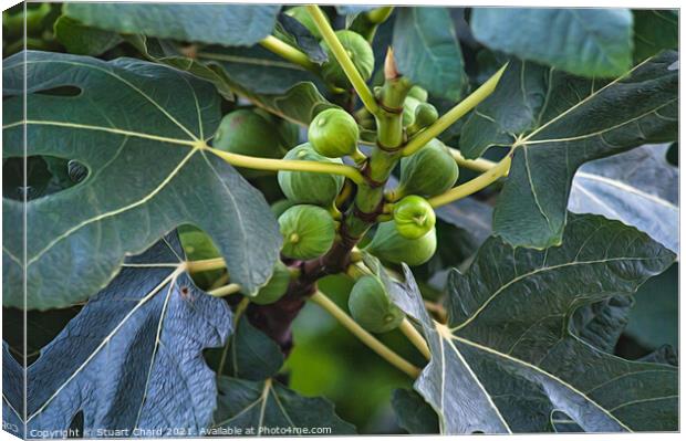 Figs on a fig tree Canvas Print by Stuart Chard