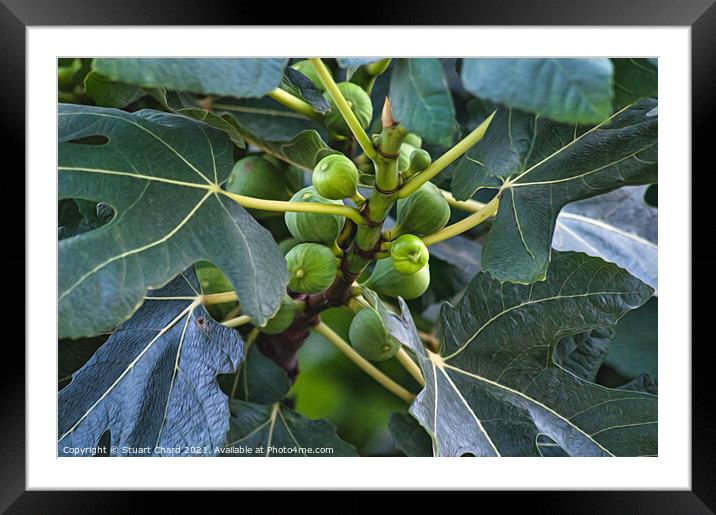 Figs on a fig tree Framed Mounted Print by Stuart Chard