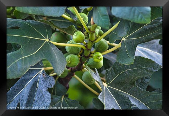 Figs on a fig tree Framed Print by Travel and Pixels 