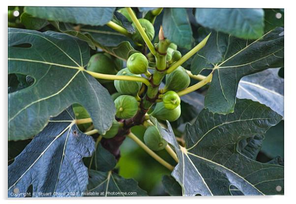 Figs on a fig tree Acrylic by Travel and Pixels 